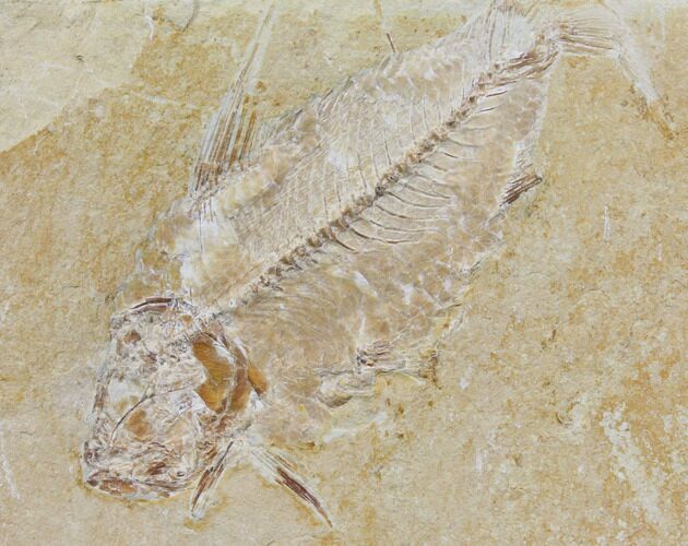 Bargain, Cretaceous Fish (Nematonotus) Fossil - Lebanon #147205